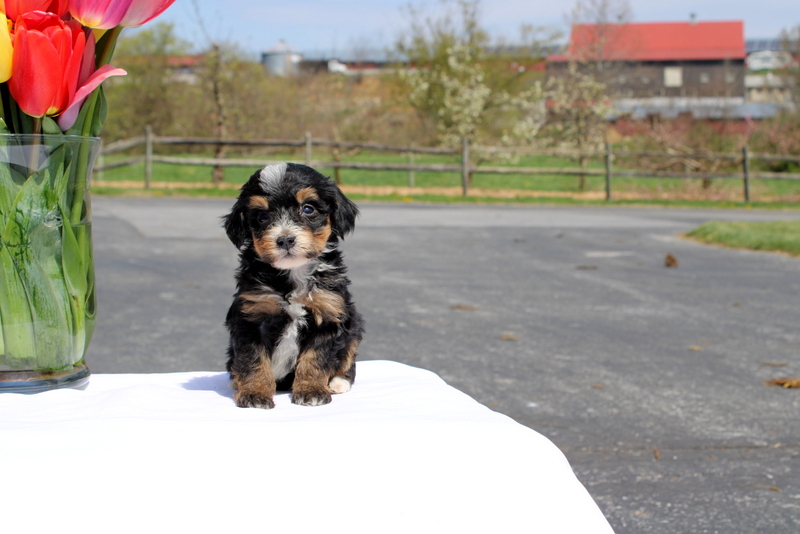 puppy, for, sale, Mini Bernedoodle F2, Matthew B. Stoltzfus, dog, breeder, Gap, PA, dog-breeder, puppy-for-sale, forsale, nearby, find, puppyfind, locator, puppylocator, aca